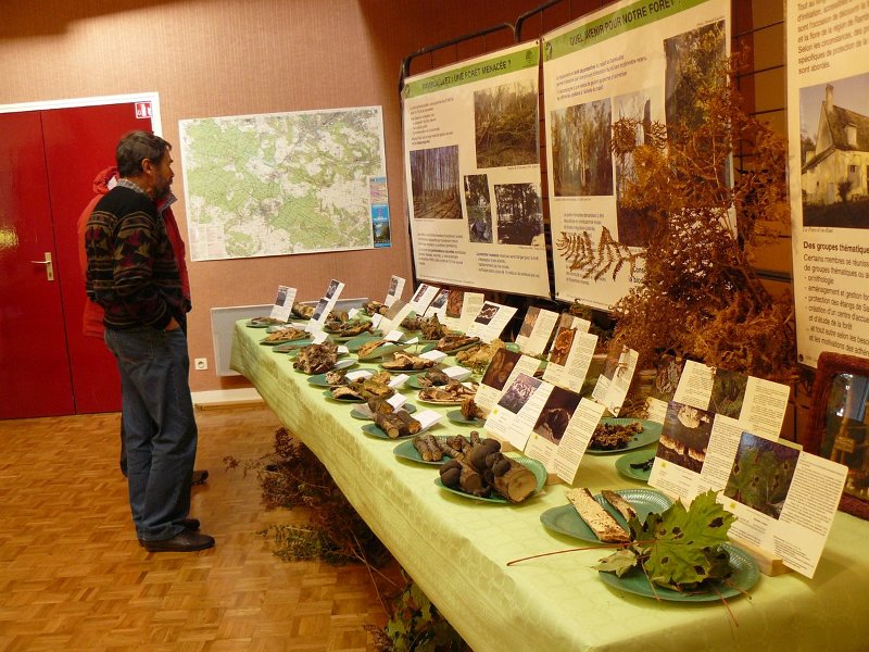 2009 10 Expo champignons de Clairefontaine 08